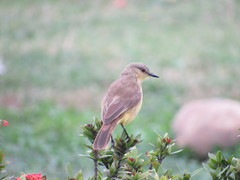 Machetornis rixosa