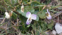 Viola alba dehnhardtii