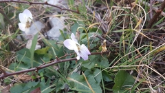 Viola alba dehnhardtii