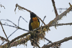 Bangsia melanochlamys