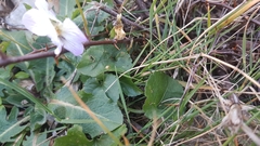Viola alba dehnhardtii
