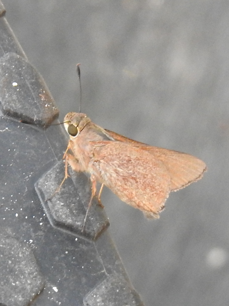 Monk Skipper