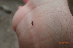 Prenolepis imparis