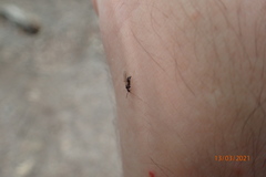 Prenolepis imparis