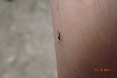 Prenolepis imparis