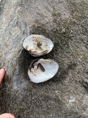 Ellipsaria lineolata