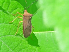Anasa bellator