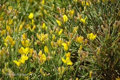 Genista acanthoclada