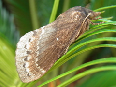 Dendrolimus spectabilis