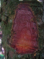 Garcinia macrophylla