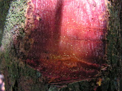 Garcinia macrophylla