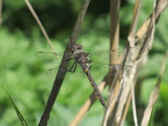 Epitheca petechialis