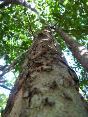 Garcinia macrophylla