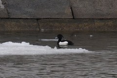 Aythya fuligula