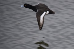 Aythya fuligula