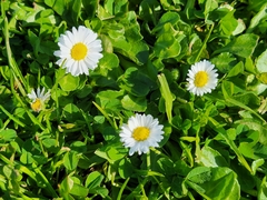 Bellis perennis