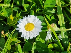 Bellis perennis
