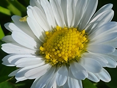 Bellis perennis