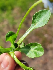 Bellis perennis