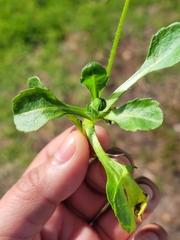 Bellis perennis