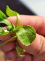 Bellis perennis