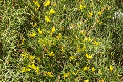 Genista acanthoclada