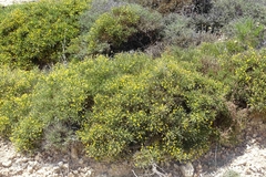 Genista acanthoclada
