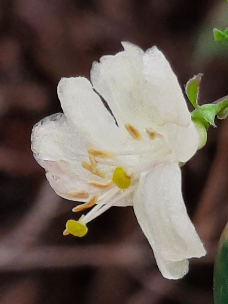 Winter honeysuckle from Elizabethton, TN, USA on March 19, 2021 at 02