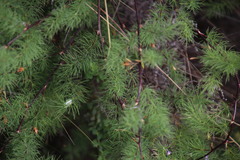 Asparagus rubicundus