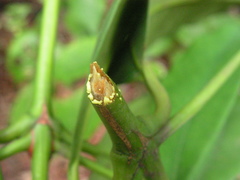 Garcinia macrophylla