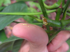 Garcinia macrophylla