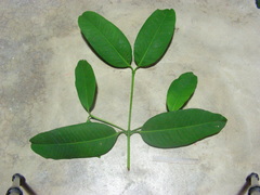 Garcinia macrophylla