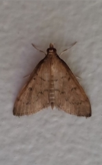 Metasia dicealis