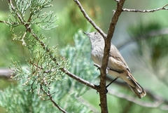 Acanthiza uropygialis