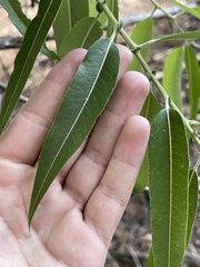 Salix caroliniana image