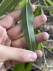 Salix caroliniana image