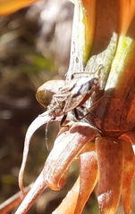 Rhypodes