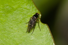 Melaloncha ronnai