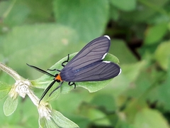 Ctenucha rubriceps
