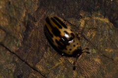Ischyrus tetragrammus