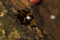 Ischyrus tetragrammus