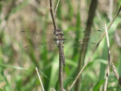 Epitheca petechialis