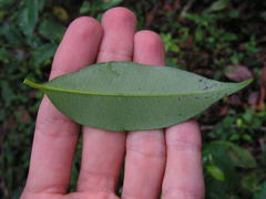 Symphonia globulifera