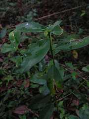 Symphonia globulifera