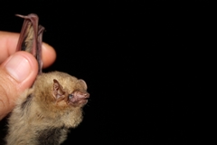 Lasiurus ega