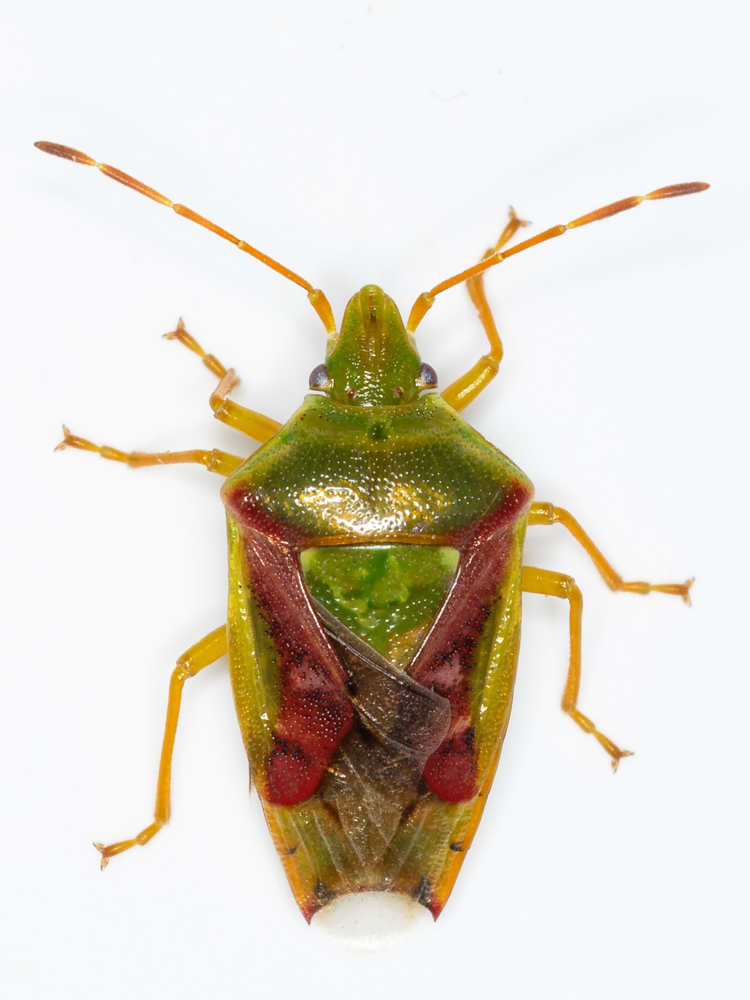 Juniper Shield Bug, photo 1 of 10