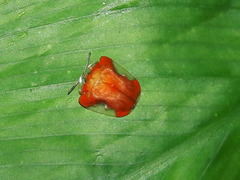 Charidotella rubicunda