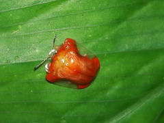 Charidotella rubicunda