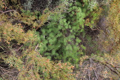 Asparagus rubicundus