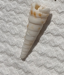 Turritella